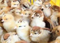 ���P���u��